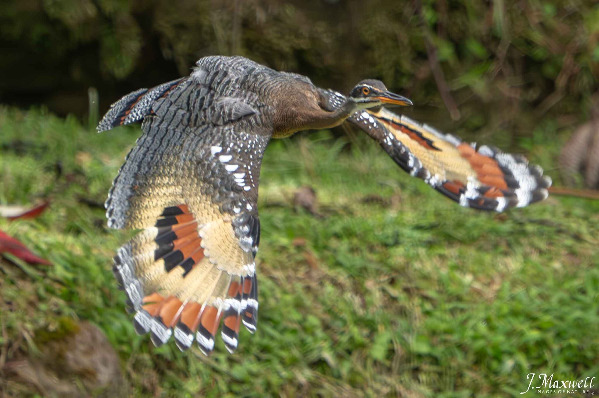 birding tour - Ecolirios Costa Rica