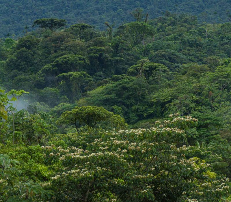 birding tour - Ecolirios Costa Rica